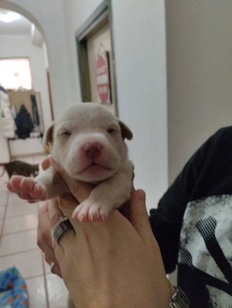 vendo cuccioli red nose | Foto 4