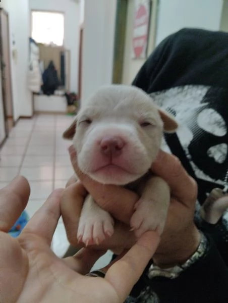 vendo cuccioli red nose | Foto 2