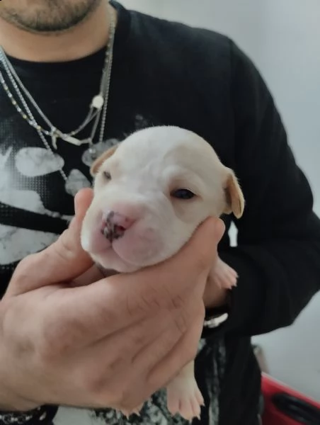vendo cuccioli red nose