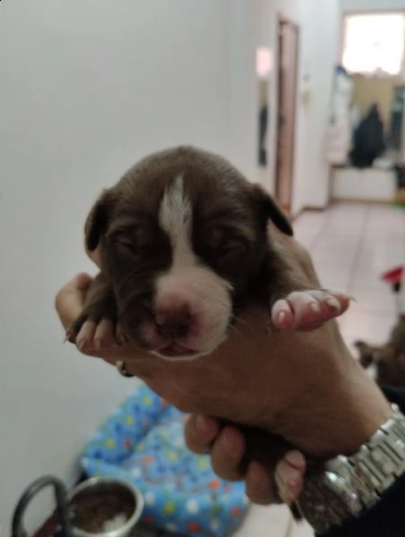 vendo cuccioli red nose | Foto 1