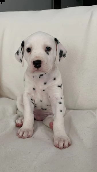 cuccioli di dalmata con pedigree | Foto 6