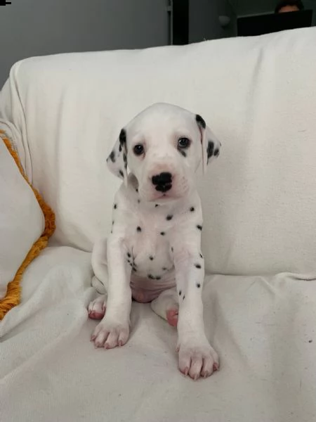 cuccioli di dalmata con pedigree