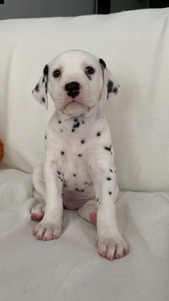 cuccioli di dalmata con pedigree | Foto 5