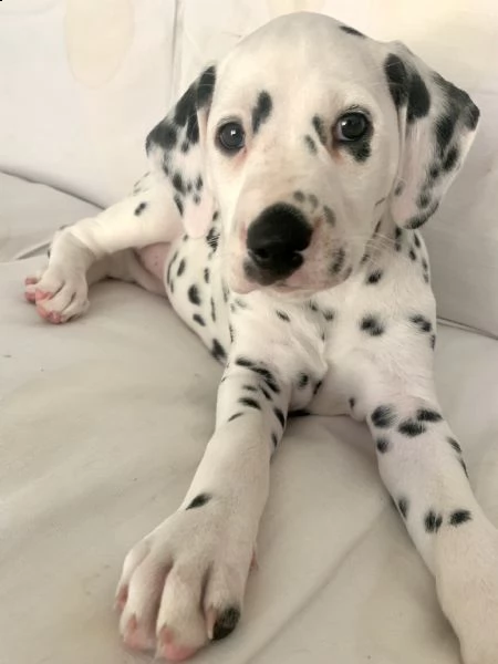 cuccioli di dalmata con pedigree | Foto 4