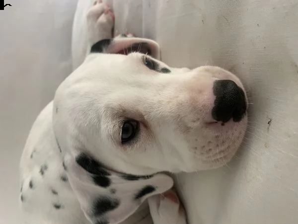 cuccioli di dalmata con pedigree | Foto 3