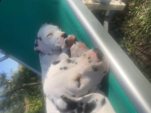 cuccioli di dalmata con pedigree | Foto 2