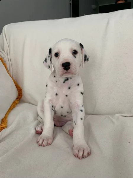cuccioli di dalmata con pedigree | Foto 1