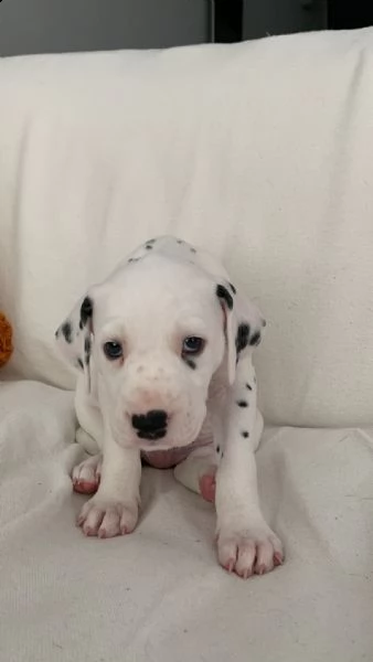 cuccioli di dalmata con pedigree | Foto 0