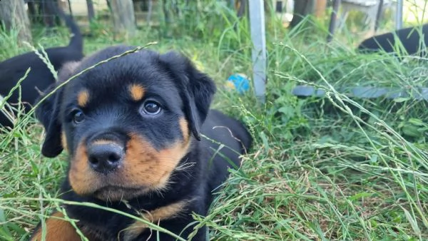 cuccioli di rottweiler  | Foto 1