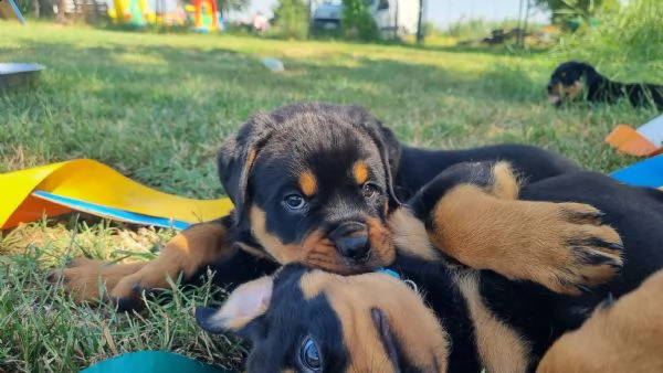 cuccioli di rottweiler  | Foto 0