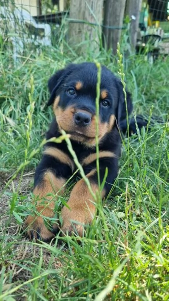 cuccioli di rottweiler 