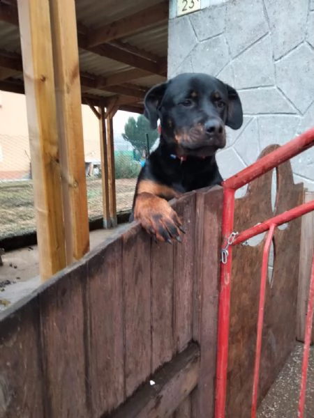 cucciole rottweiler  | Foto 0