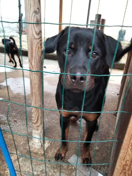 cucciole rottweiler 