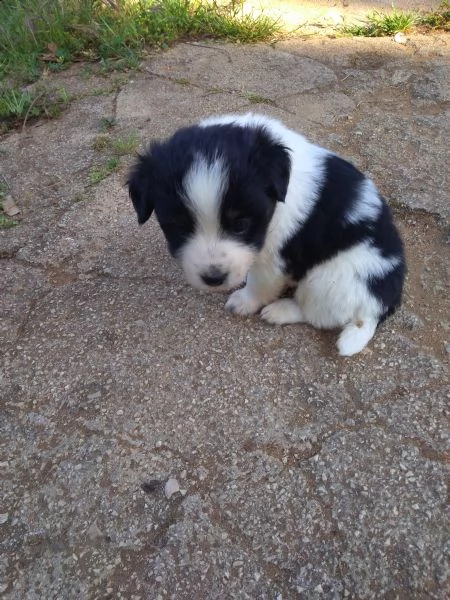 regalo cuccioli nati il 18 aprile da mamma maltese e padre jack russell terrier. sono due femmine e 