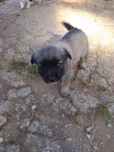 regalo cuccioli nati il 18 aprile da mamma maltese e padre jack russell terrier. sono due femmine e  | Foto 2