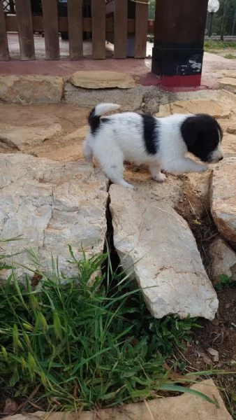 regalo cuccioli nati il 18 aprile da mamma maltese e padre jack russell terrier. sono due femmine e  | Foto 1