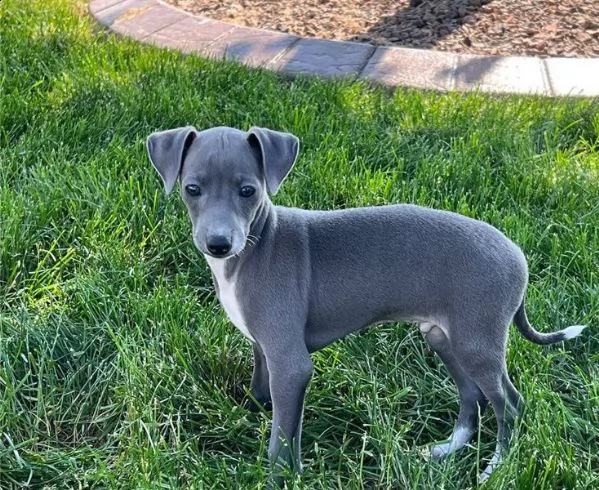 cucciola levriero italiano blue