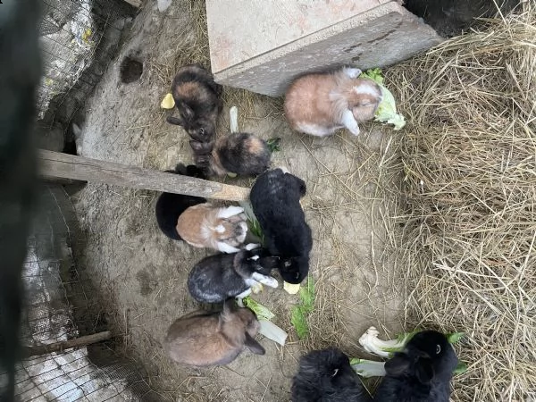 conigli nani , ariete e testa di leone  | Foto 1