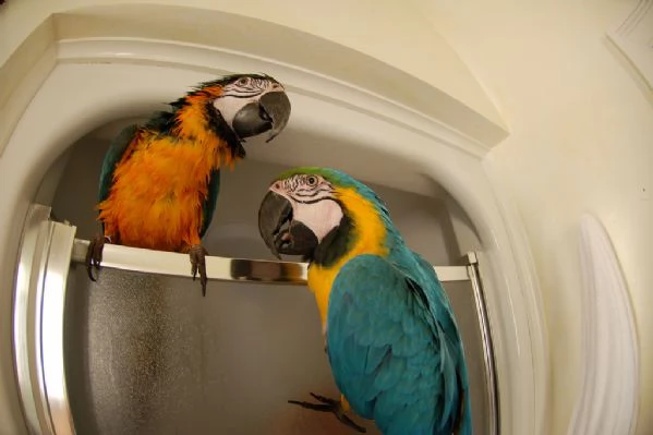 vendo bellissimi pappagalli parlanti maschi e femmine