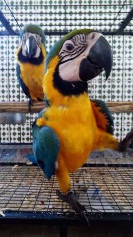 vendo bellissimi pappagalli parlanti maschi e femmine | Foto 3
