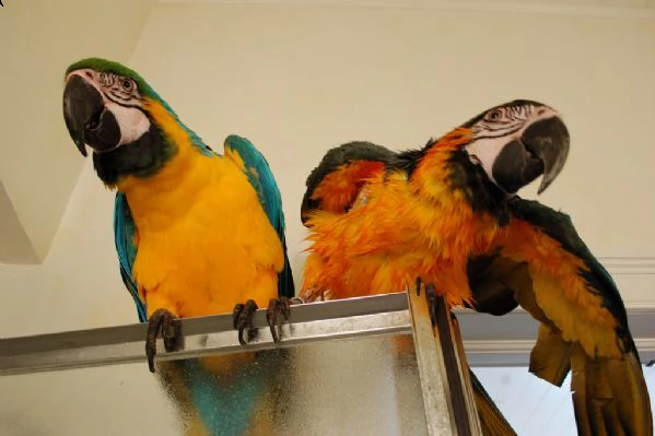 vendo bellissimi pappagalli parlanti maschi e femmine | Foto 1