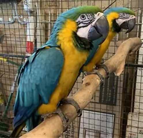vendo bellissimi pappagalli parlanti maschi e femmine | Foto 0