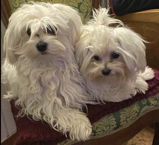 cuccioli di cane maltese