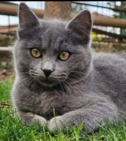 Cuccioloni razza Certosina