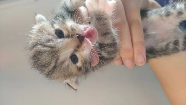 cuccioli di qualche settimana in regalo