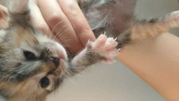 cuccioli di qualche settimana in regalo | Foto 2