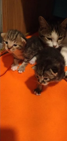 cuccioli di qualche settimana in regalo | Foto 1