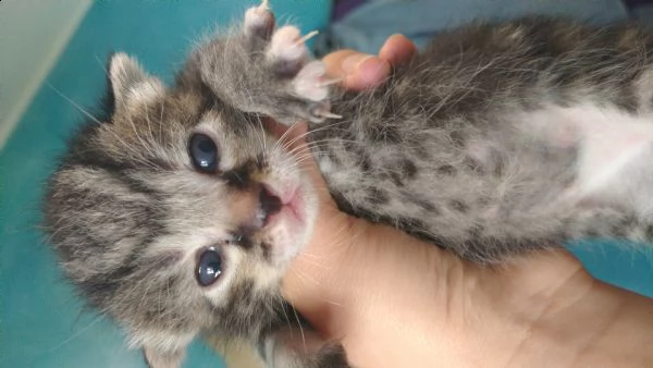 cuccioli di qualche settimana in regalo | Foto 0