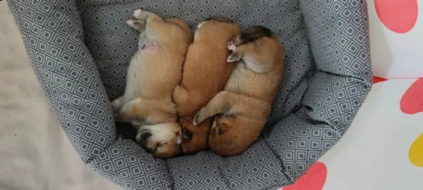 vendesi cuccioli di shiba inu | Foto 3