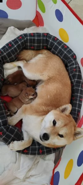 vendesi cuccioli di shiba inu