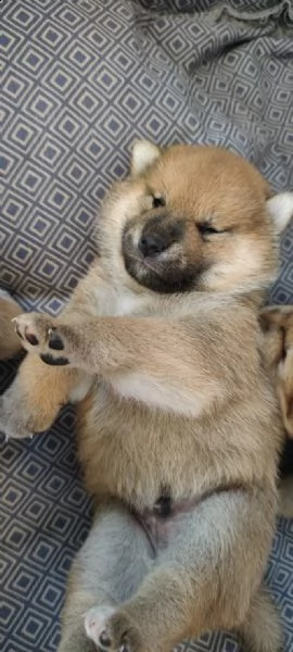 vendesi cuccioli di shiba inu | Foto 2