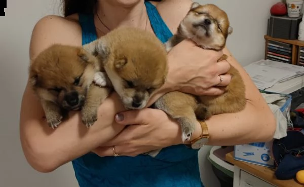 vendesi cuccioli di shiba inu | Foto 1