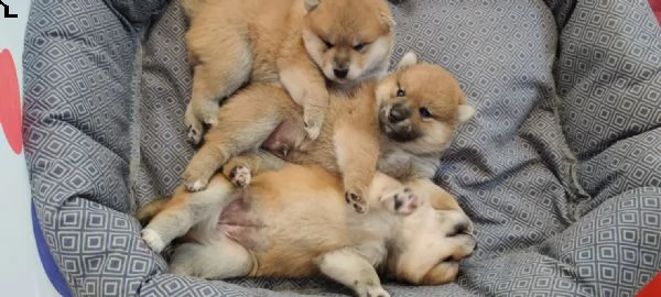 vendesi cuccioli di shiba inu | Foto 0