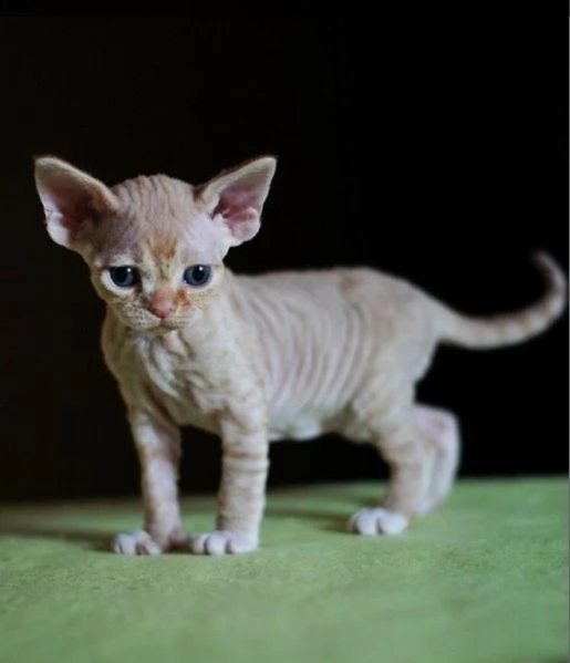 devon rex cuccioli | Foto 0