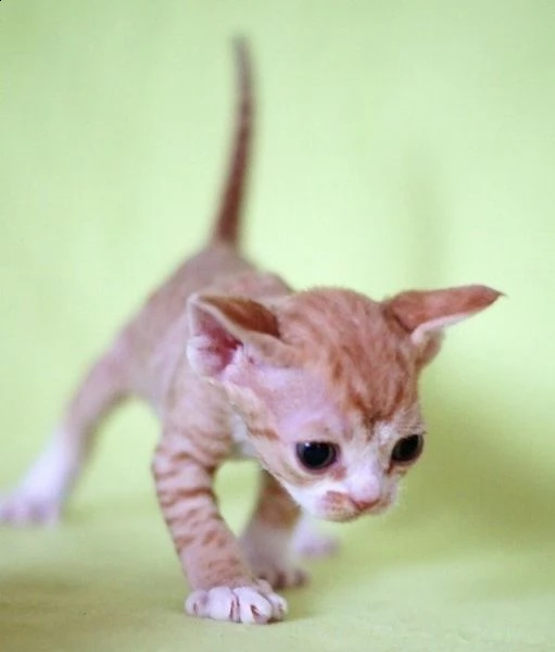 devon rex cuccioli