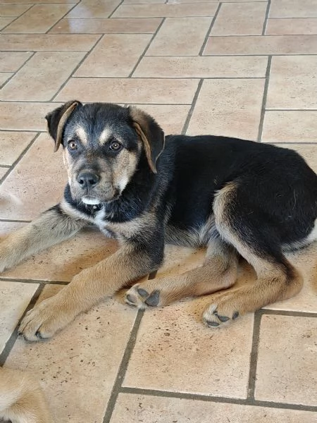 Rudy cucciolo