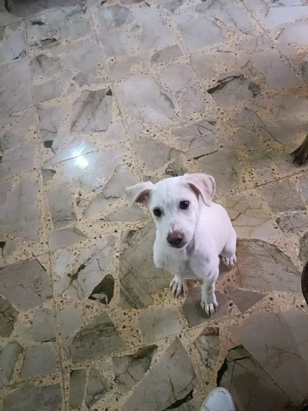 Pippo cucciolo mix labrador  | Foto 1