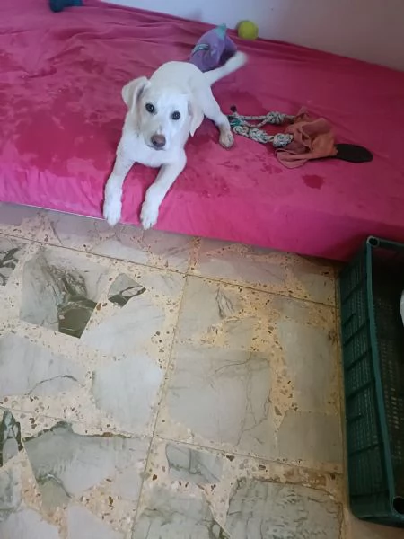 Pippo cucciolo mix labrador  | Foto 0