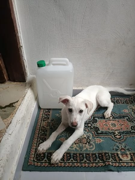 Pippo cucciolo mix labrador 