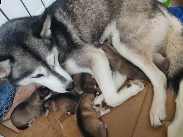 regalo cuccioli di mamma husky papà meticcio 
