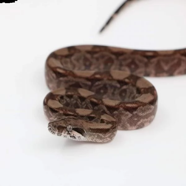 boa constrictor imperator motley het el diablo (nic t+ & blood)