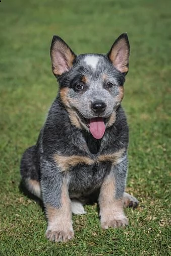 regalo allevamento cane australian cattle