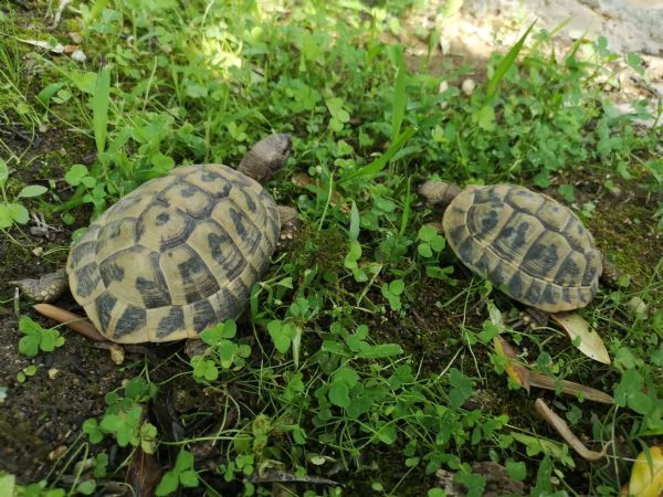 tartarughe di terra disponibili