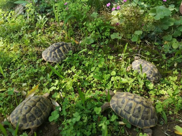 tartarughe di terra disponibili | Foto 2