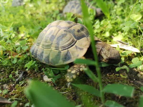 tartarughe di terra disponibili | Foto 1