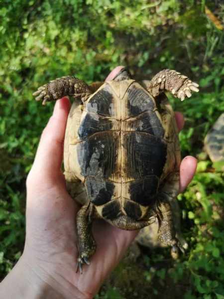 tartarughe di terra disponibili | Foto 0